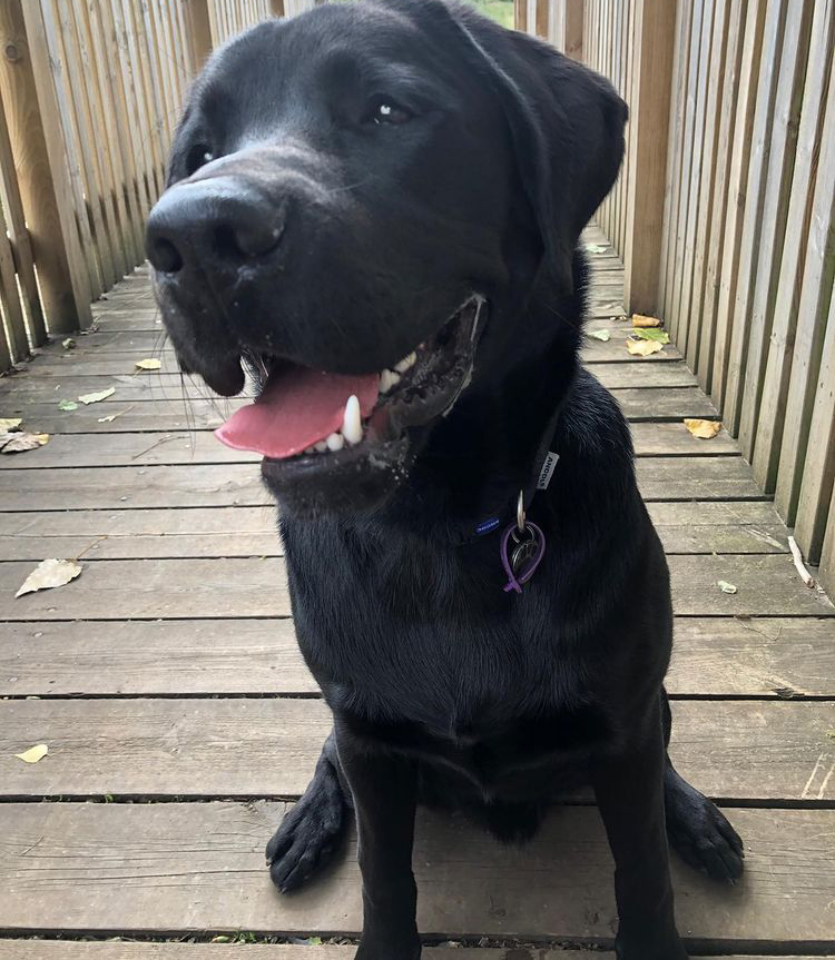HearingDogs's tweet photo. Hearing dog in training Waldo was all smiles during his morning walk 😃🐾 https://t.co/4WMmYJhqu0
