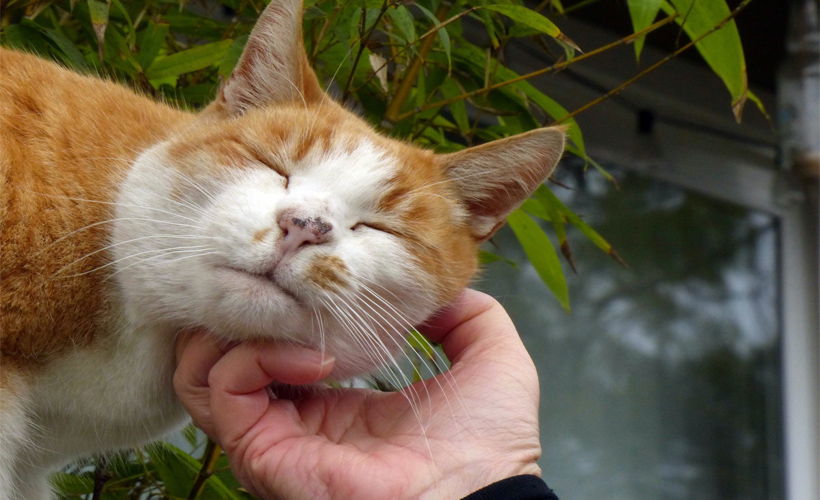 Cat Doing Nothing Somehow Giving Us Everything: ow.ly/rygI50DDhs4
