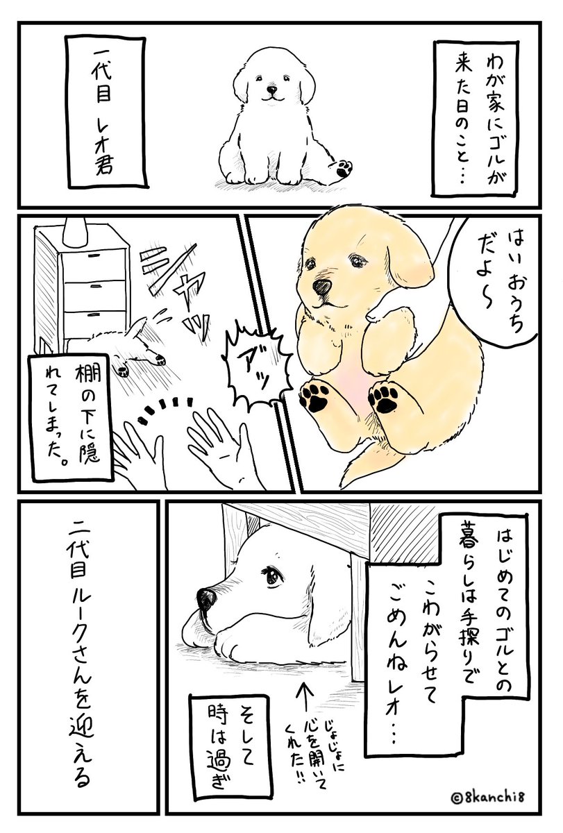 8kanchi8 かんち Twitter પર ゴルにもいろいろ性格あるってことを学ばせてもらった そしてどんな子もかわいい ゴールデンレトリーバー ゴールデンレトリバー 犬のイラスト 漫画 イラスト ゴルパピ