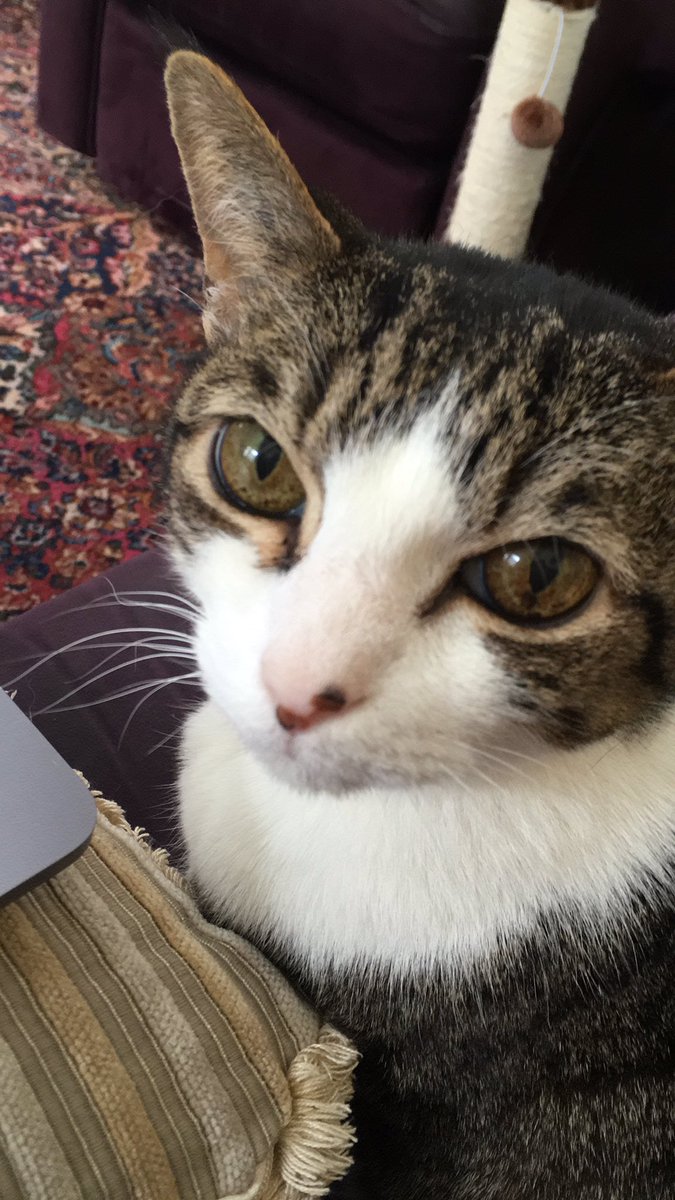 Some days, the cat howls until I sit down on the couch by her and pet her.😻