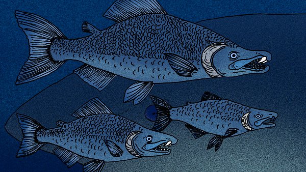 NooksackSalmon's tweet photo. #SalmonFunFact 
Did you know that in the fossil record there is evidence of a gigantic spike-toothed salmon in our waterways? Between 4 and 13 million years ago, these 7-foot-long, 400-pound fish were #Anadromous, just like the #PacificSalmon species we see today. https://t.co/4KaMjyHiQX