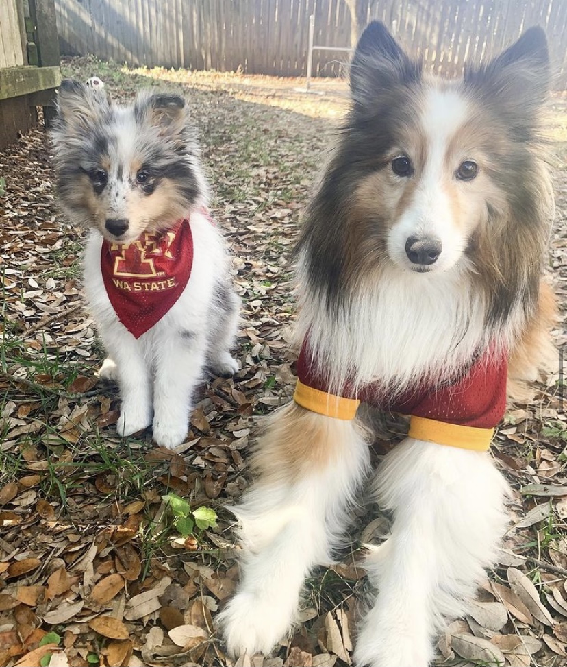 Happy #LoveYourPetDay to all of our paw-some Cyclones!

Show us pictures of your #CyPets! 🐶🐱
(bonus points if they're named after a Cyclone!)