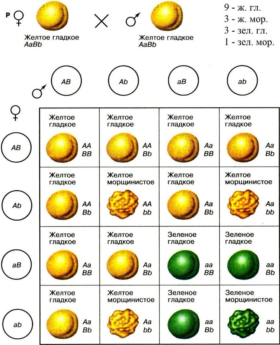 Дигетерозиготный горох с желтыми гладкими семенами. Решетка Пеннета для дигибридного скрещивания. Решетка Пеннета по 3 закону Менделя. Схема дигибридного скрещивания по Менделю. Схема дигибридного скрещивания гороха.