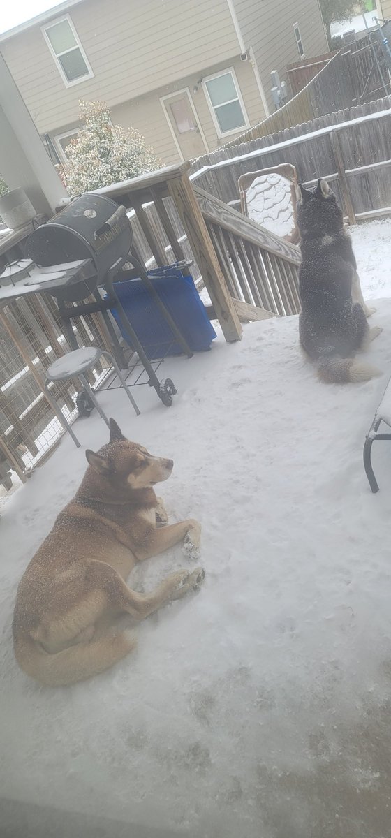 KillarsKisses's tweet photo. My dogs refuse to come inside https://t.co/s7ywR7mEmW