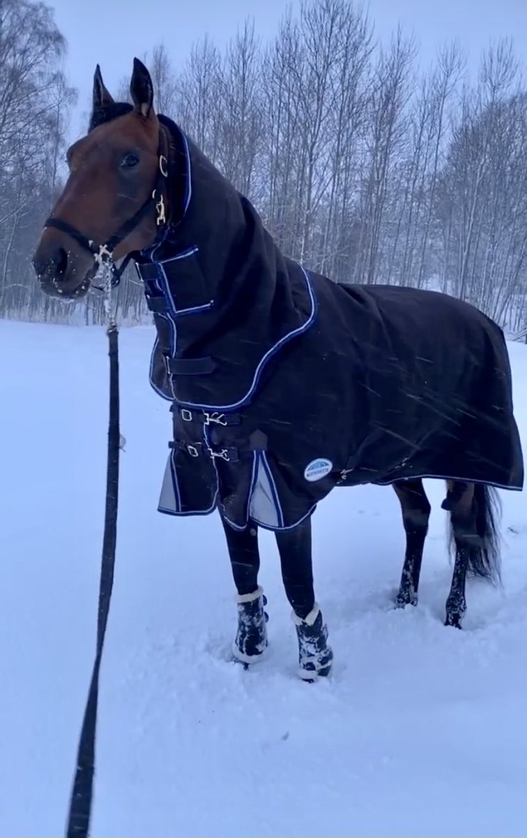 Jag tror att den här underbart killen är snart redo för <a href="/goopbjorn/">Björn Goop</a> igen ♥️👑 #EcurieD <a href="/HamreStall/">Stall Hamre</a> <a href="/TinaStoretvedt/">Tina Storetvedt</a> - foto credit: snapshot på IG <a href="/TinaStoretvedt/">Tina Storetvedt</a>