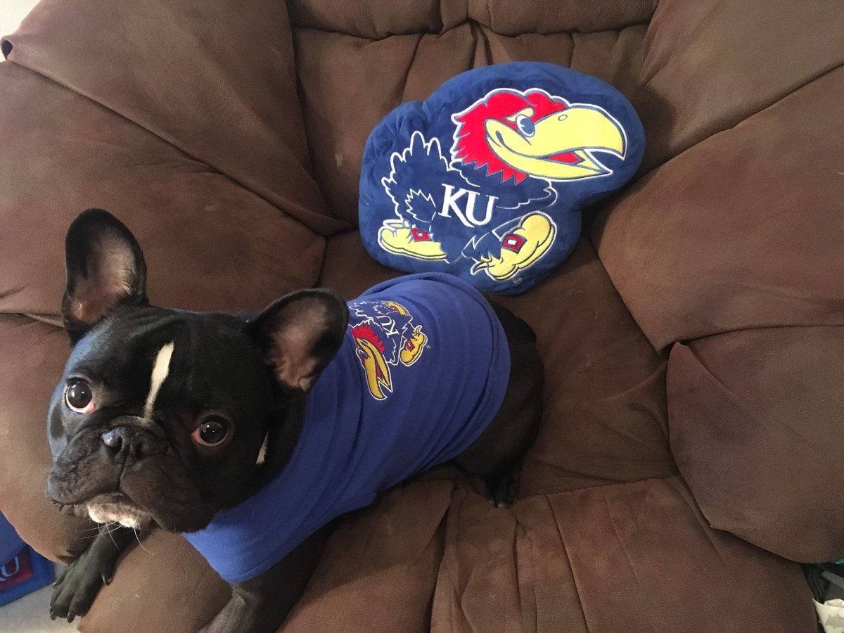 Jhawk96's tweet photo. @UnivOfKansas #AdonisTheFrenchie #OneDayOneKU https://t.co/m7XVUrHoyA