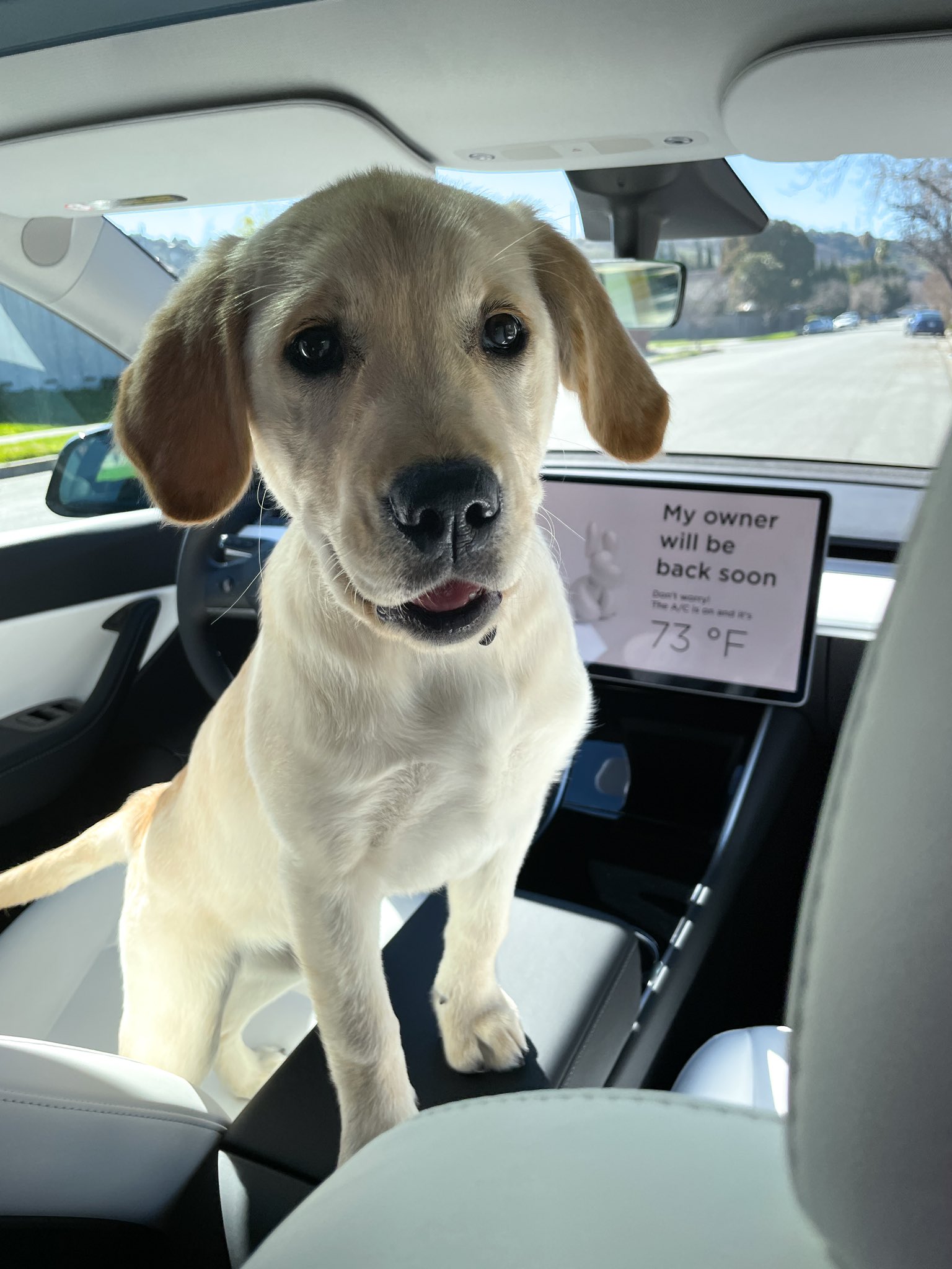 What Is Tesla Dog Mode