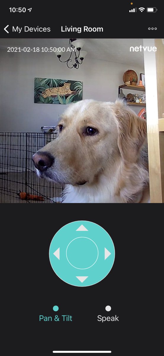 KristenKimbell's tweet photo. pulled up the camera to check on the dogs at home..... https://t.co/FMAO3N53Cx