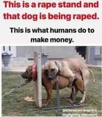 Tierradanimales's tweet photo. #NoCruces a tu perro y #NoCompresAnimales. Esto es lo que hacen....y no se vale!! https://t.co/cFloPrp4KI
