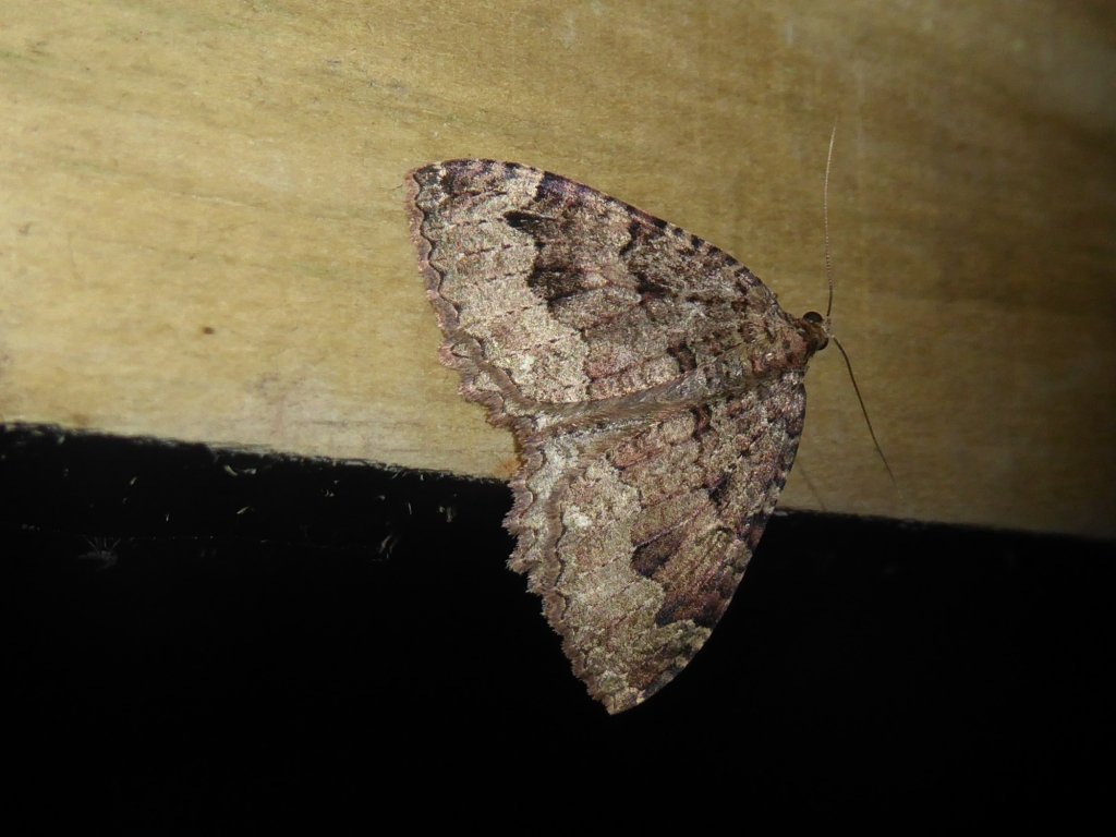 @kattyponder @BC_SWScotland @MarkCubitt @BC_Scotland @savebutterflies @BritishMoths That's really interesting stuff @kattyponder! A species I've only seen once in an unlikely location, with this individual near my trap on Handa in August 2018. It was a county first and I think a first for the Scottish islands.