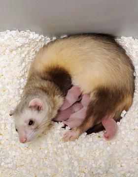 Kits de alimentación para madres sustitutas de hurón de patas negras