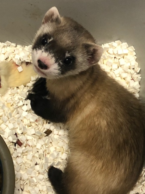 USFWSMtnPrairie's tweet photo. Cutting-edge science and a blast from the past! Meet Elizabeth Ann. She’s the first-ever cloned black-footed ferret, created from the frozen cells of a ferret that died more than 30 years ago: https://t.co/PJNo7NaFhV

Check the thread for more about Elizabeth Anne! https://t.co/0i85mv9FgH