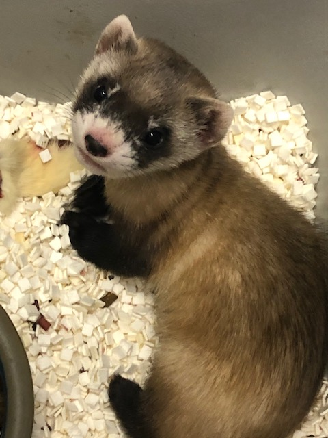 black-footed ferret kit looking up at camera