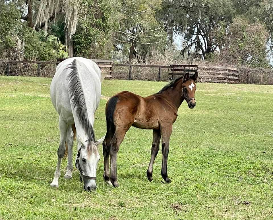 OfOakton's tweet photo. First foal by Rogueish, Into Mischief's only son standing in Florida. Colt already looks like a winner! Rogueish stands at Stormborne Stallions for $2,500 LFSN   https://t.co/kTa1OKMSXh https://t.co/nuG8fr2je7