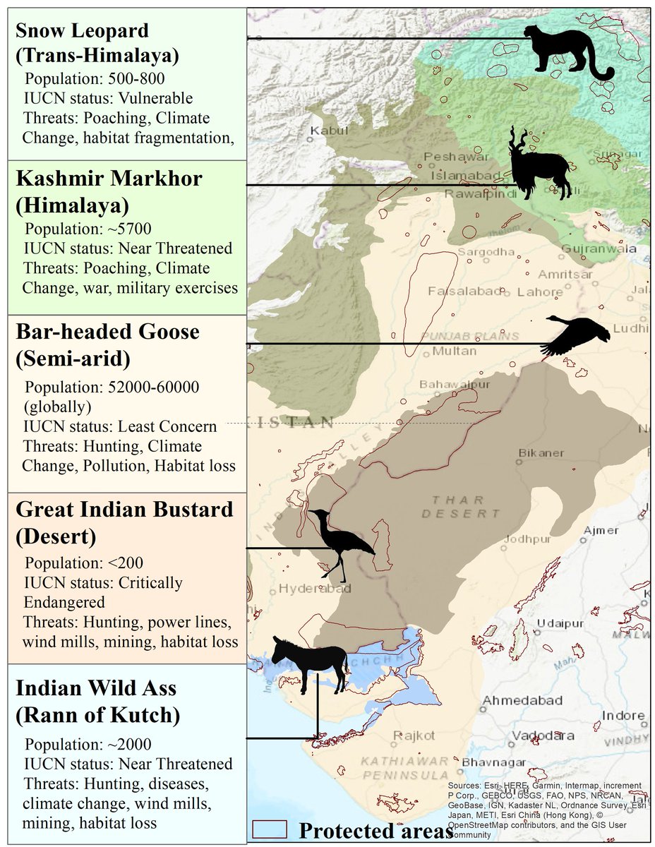 @prancing_crane @thewoodowl @DialogueSSS Indo-Pak peace - we clearly failed at this! But can other species be the flag bearers of peace? Can atleast academicians start talking about this? #introspection