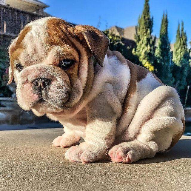RBfan4ever's tweet photo. @Rachie323 @oliversshaw @Kazza169 because there hasn't been a puppy 'paws' in awhile ... ❤ you girls! Miss you! https://t.co/5kkU5JMKHo
