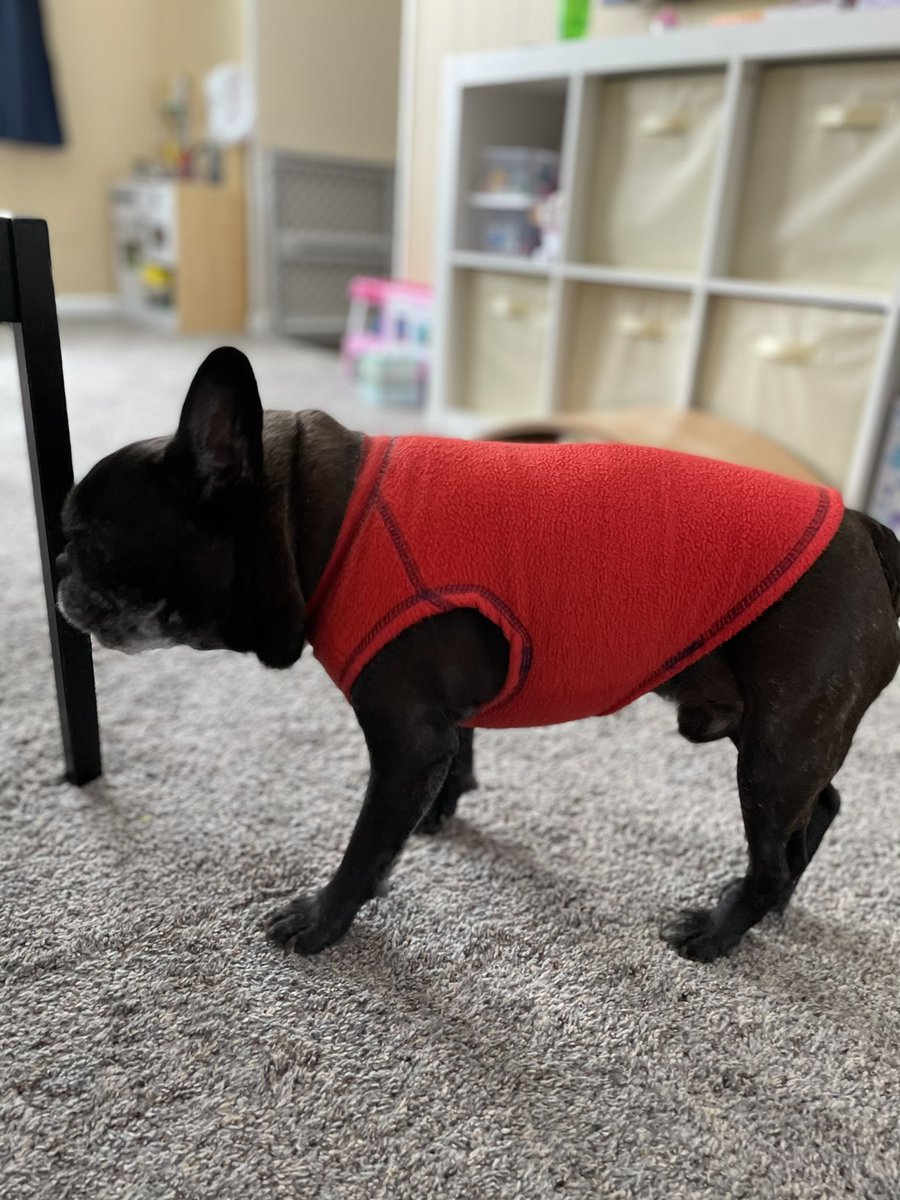 _Pierre21's tweet image. Fat boy in a little sweater.