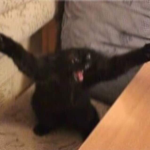 rmber_me's tweet photo. #CatsForDMin I don't have a cat but I have google https://t.co/huNUAndYo6