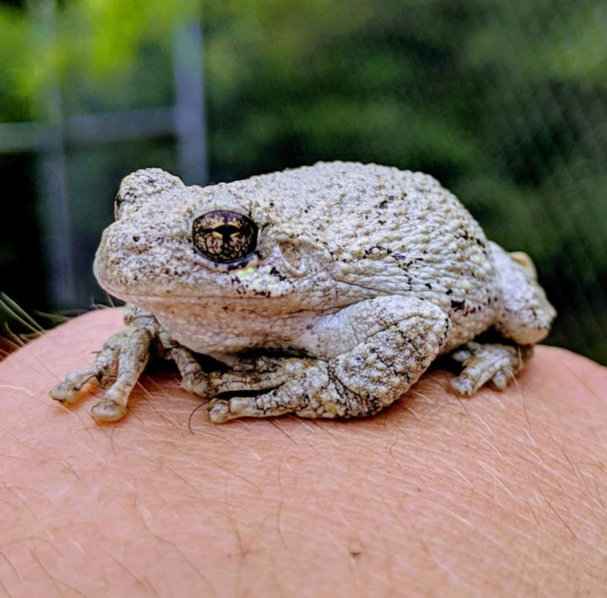 It's  @JohnCena as Frogs.A thread.