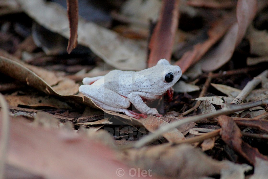It's  @JohnCena as Frogs.A thread.