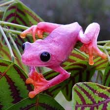 It's  @JohnCena as Frogs.A thread.