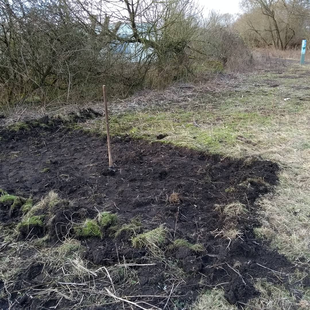 #meadow of #wildflowers - day 1. Lots of #digging done... Lots more to do! #work #outdoors #volunteer #lockdownexercise #springtime is coming. 

Lone ranger working and ensuring social distance.