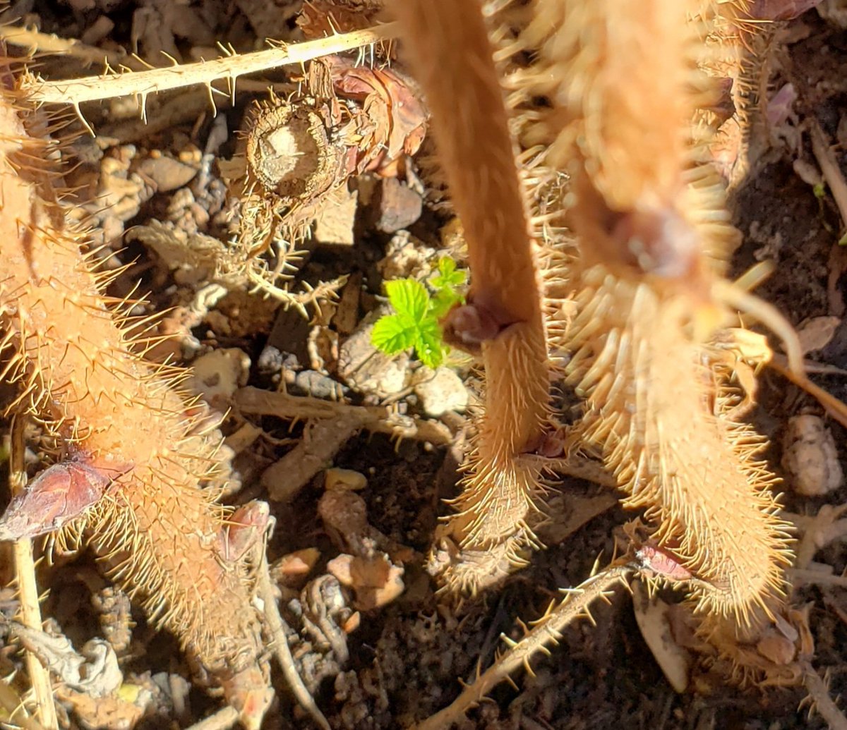CandaceSotela's tweet image. Hello new raspberry canes. #Iseeyou #raspberries #raspberrycanes #gardening