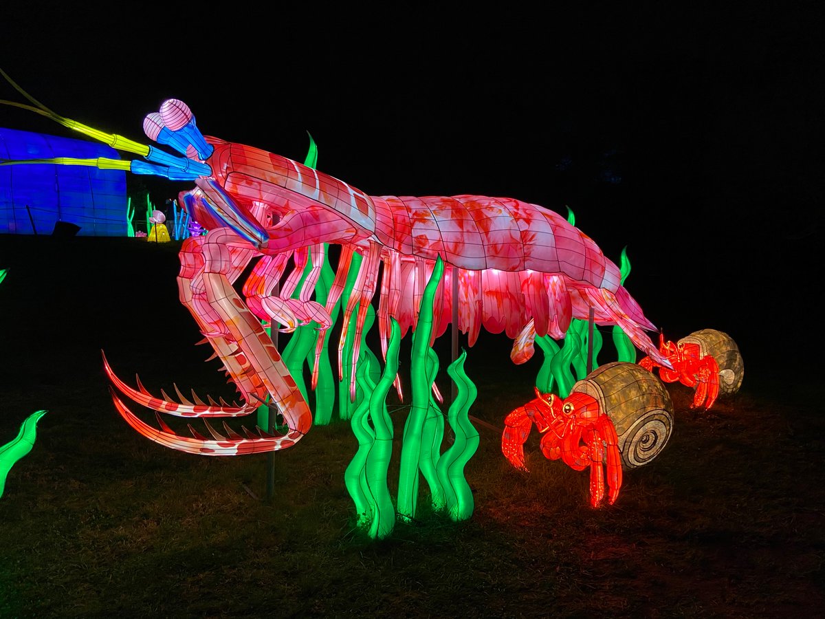 AndyWinegarner's tweet photo. More Glowfari images from @oakzoo
#oaklandzoo #CATrail #oakland #oakzoo #conservation #TakingAction https://t.co/DYrrAUGseR