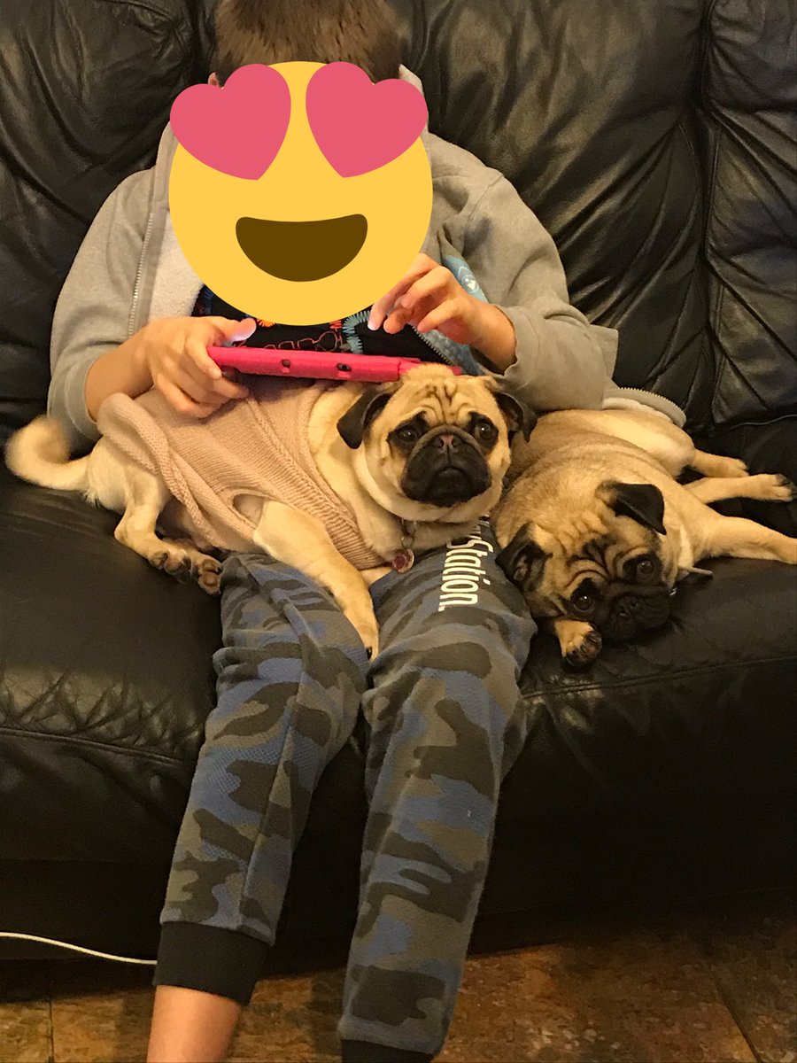 fun_puggy's tweet photo. @HamiltonPug Yes and our legs twitch, as if we are running. https://t.co/g0rt3jiDzD
