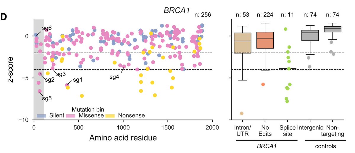 Next, we tiled across the genes BRCA1 and BRCA2, because there are an awful lot of Variants of Unknown Significance in ClinVar. Interestingly, most of the strongest missense mutations hit the RING domain (BRCA1) and DNA binding domain (BRCA2) (shaded region).