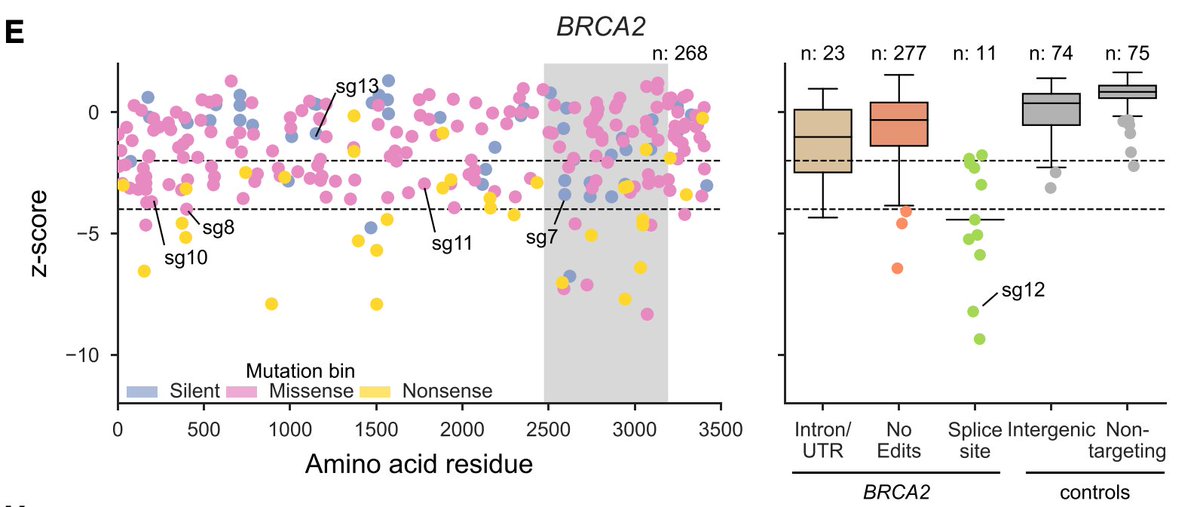 Next, we tiled across the genes BRCA1 and BRCA2, because there are an awful lot of Variants of Unknown Significance in ClinVar. Interestingly, most of the strongest missense mutations hit the RING domain (BRCA1) and DNA binding domain (BRCA2) (shaded region).