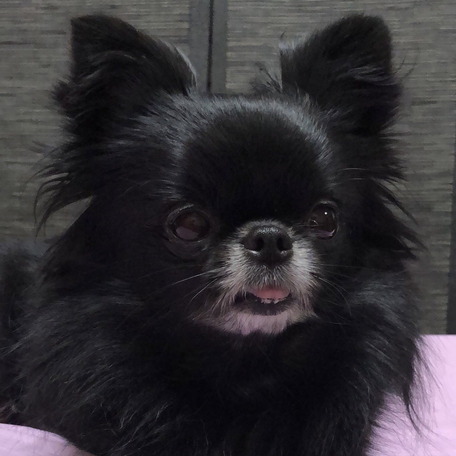 フラン 遼馬君が好きな犬種は ポメラニアン と言っていたので 思わず我が家のポメチワ ちぃちゃん を自慢したくなる親バカ T Co 5daynq0rj0 Twitter