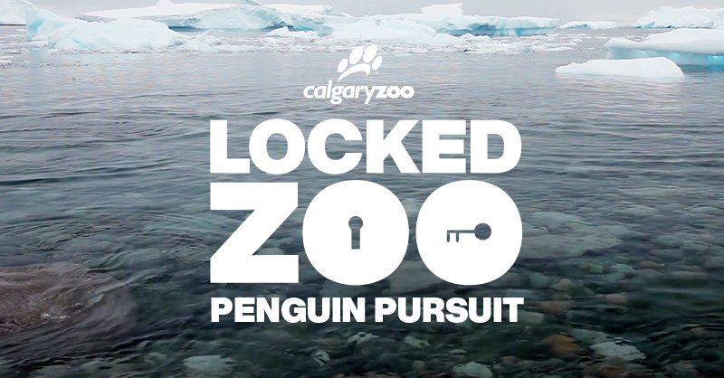 jetpackcreative's tweet photo. The first-ever daytime edition of Locked Zoo is happening on Saturday, March 6 at the @calgaryzoo. It's a brand new game, penguin-themed for the season! Tickets are on sale now at https://t.co/2FCPhkeb0F https://t.co/oKgq9SdEvK