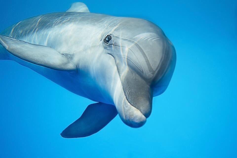 KipAuthor's tweet photo. You might not like what dolphins have to say when a communication breakthrough is made. You might not like how they back up their “words” with action.
Delphys Rising https://t.co/56SEyKaB8M
#ThrillerThursday #WritingCommunity #WritersCafe #ArtificialIntelligence #dolphins https://t.co/bIW0BzhOEn