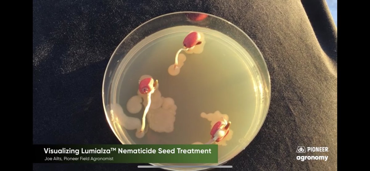 ArickaWech's tweet photo. Did you know that @PioneerSeeds had a biological nematicide that literally paralyzes detrimental corn nematodes that rob your yield? 👀 

Learn about Lumialza™ Nematicide Seed Treatment from @JoeAilts here! https://t.co/hh8alwz6PI https://t.co/YoRB6n1hUr