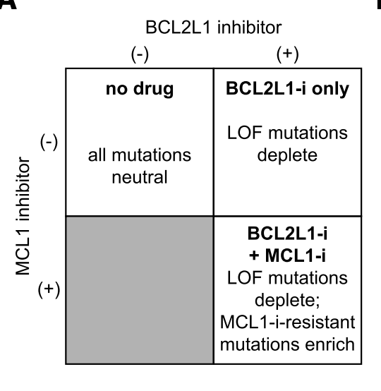 Turning our attention next to small molecule - protein interactions. Here, we could leverage the synthetic lethal relationship between MCL1 and BCL2L1 (aka BCL-xL) to find mutations that a) still maintain protein function but b) are resistant to small molecule inhibitors.