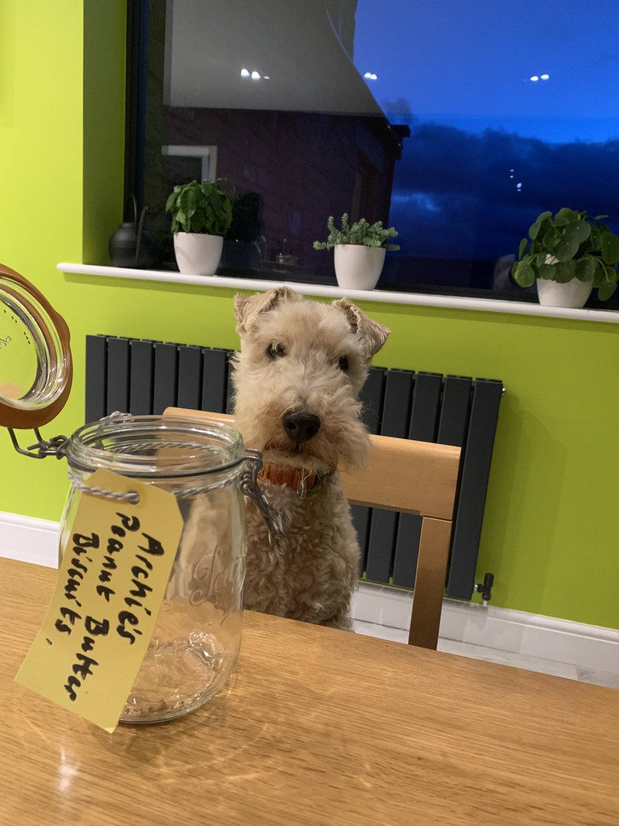 StanleyLakeland's tweet photo. Pals...pals I need help Mum said she’ll make more biscuits when I get to 2000 followers. So near yet so hungry 🤤 💕💕 https://t.co/UpHfuLCgZb