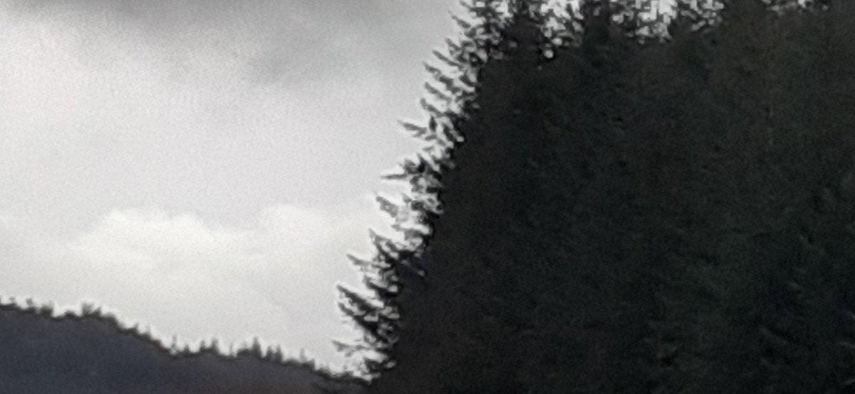 Still on frustrating trail of pr of sea eagles🦅giving me run around (no change there😆) Suddenly, I spied them! Miles from where I'm searching, just above track, teasing me. Drove round corner &amp; there they were. Finally flew off over trees &amp; lost. Rain set in🌧️Not seen again😠😭