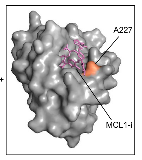 Here's one straightforward example. A227V mutation in MCL1 directly alters the drug binding pocket