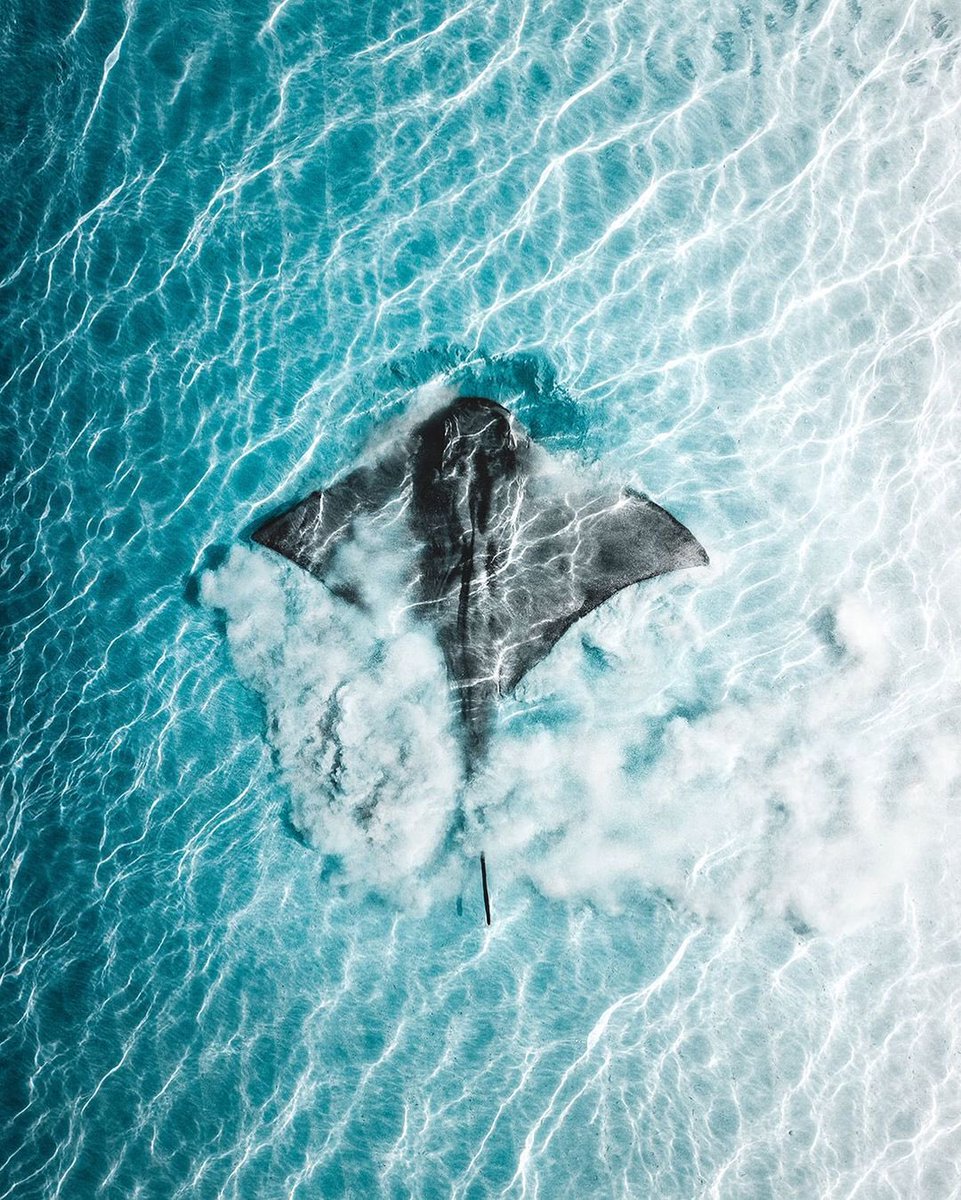earth's tweet photo. Ocean life in Australia 🌊 https://t.co/dS3oJVYtwD