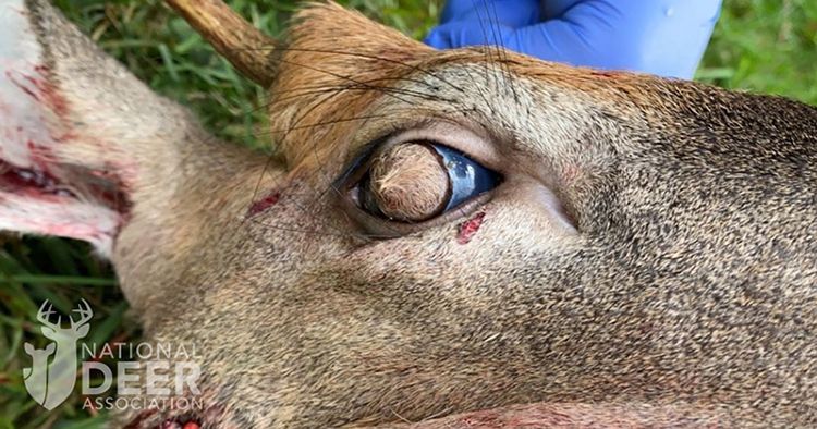 deerassociation's tweet photo. Freak Buck Had Corneal Dermoids. Yes. Hairy Eyeballs. | NDA https://t.co/0xBk9qR3NY https://t.co/kOsWCQrLah