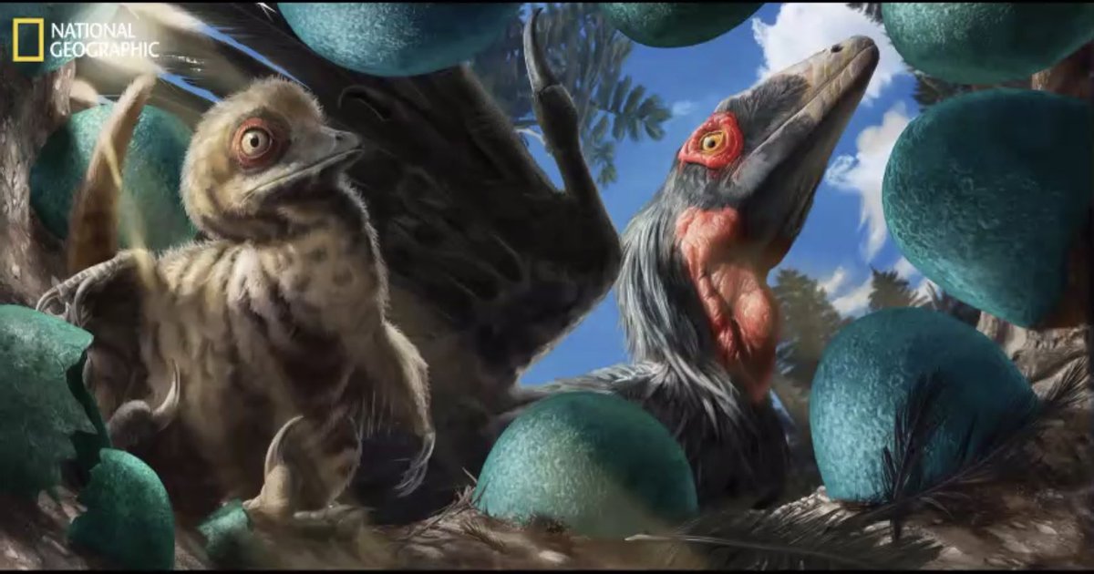 CurtisSChin's tweet photo. We are reminded: #birds are #dinosaurs, via @AnjanBhullar w/ some #foodforthought: to paraphrase…the biology of dinosaurs is locked in the biology of birds.
#ScienceTwitter @natgeo @yalepeabody #dinosaurtwitter @DustinGrowick @Ehmee @jasmina_wiemann @tetaneuron @michaelgreshko https://t.co/q1wBr0YWxo