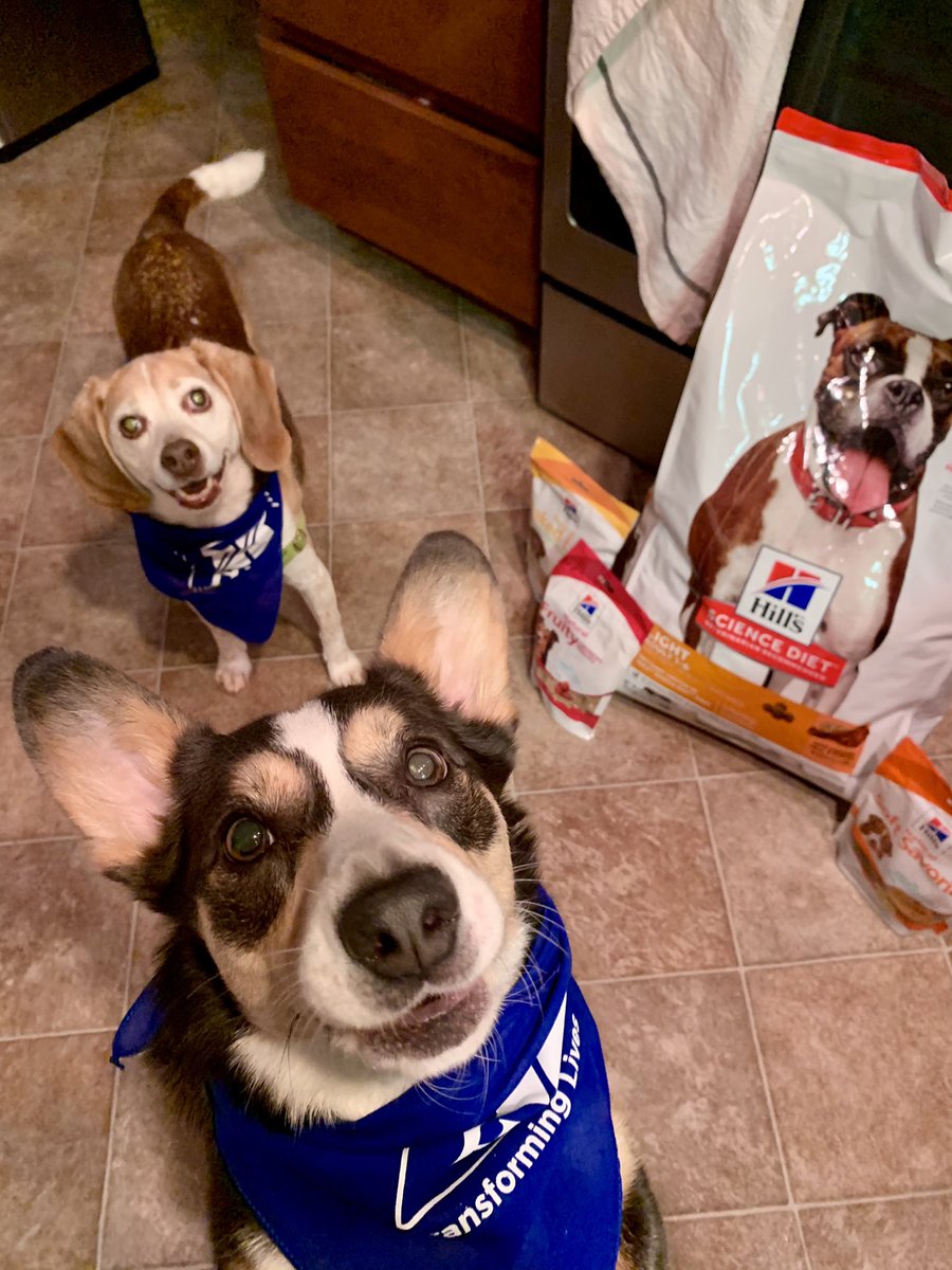 Quinn_The_Corgi's tweet photo. Thank you @HillsPet for my surprise package today filled with all Science Diet treats! 😘. #corgi #beagle #𝘐𝘻𝘻𝘪𝘦TheBeagle approves! #sciencediet Mom says thanks as well! https://t.co/6wwkNyDtTp