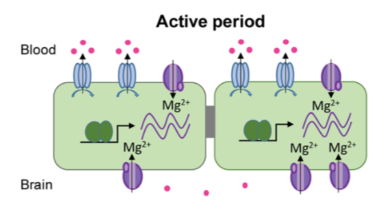 papersofnote's tweet photo. Bottom line: BMAL drives a rhythm in TRPM7 expression that results in oscillating magnesium levels, resulting in rhythmic ABCB1 activity, and rhythmic xenobiotic efflux. @ZhangShirl's schematic making has improved  - compare this paper to the dead chickens in the 2018 paper: https://t.co/NxsJ6jPiOt