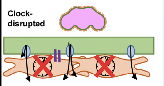 Bottom line: BMAL drives a rhythm in TRPM7 expression that results in oscillating magnesium levels, resulting in rhythmic ABCB1 activity, and rhythmic xenobiotic efflux. <a href="/ZhangShirl/">Shirley Zhang</a>'s schematic making has improved  - compare this paper to the dead chickens in the 2018 paper: