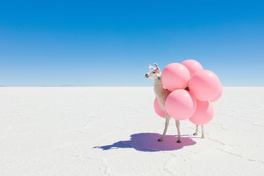 ahora_elpueblo's tweet photo. #BoliviaInforma 
Viral en redes sociales, las fotografías del estadounidense #GrayMalin sobre la mágica belleza del salar de #Uyuni, que CNN publicó el 10 de febrero, de una serie de imágenes titulada “Llamas Black and White Balloons" (Llamas negras y balones blancos). Mire👇 https://t.co/YmARn6EwUs