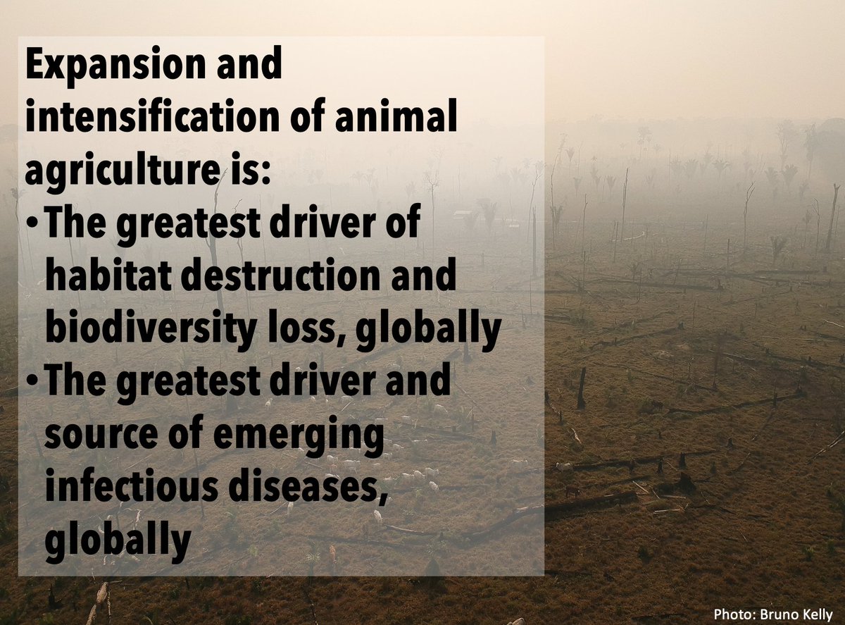 (7/n) This land-use change would come with additional risks for:  #biodiversity: >250 species could be set on a pathway towards extinction, due to habitat destruction & degradation for ag expansion  #health: infectious diseases from livestock expansion & intensification