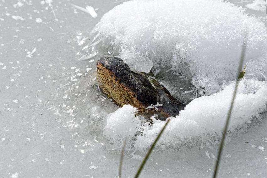 soonerleesa's tweet image. Oklahoma Frozen Gator.
