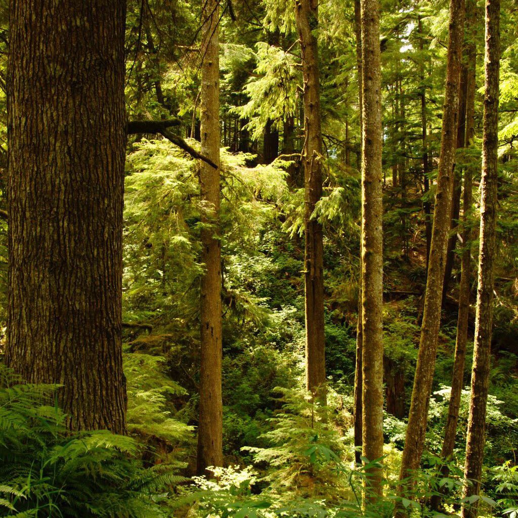 ForestServiceNW's tweet image. Trees bring peace, beauty &amp;amp; a sense of place. Get outside &amp;amp; enjoy a tree today!