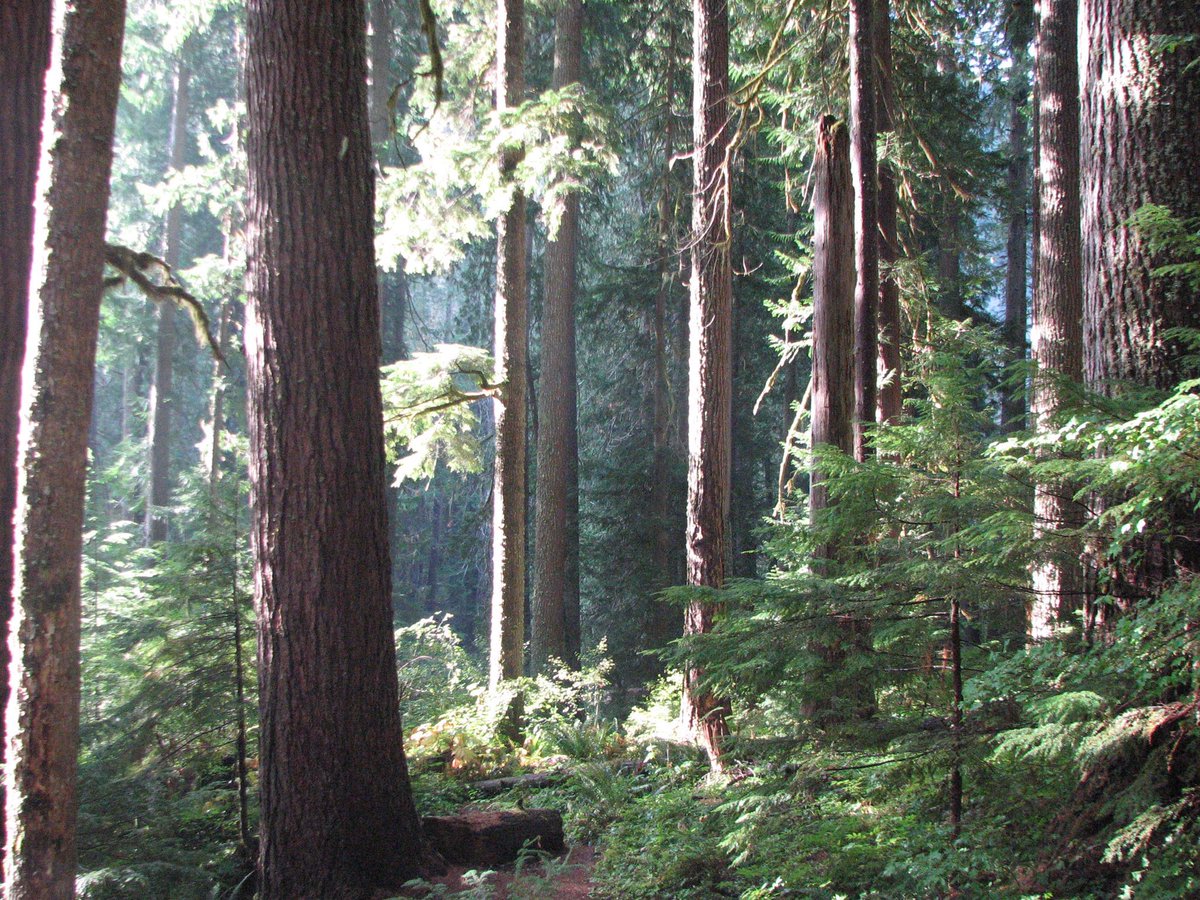 ForestServiceNW's tweet image. Trees bring peace, beauty &amp;amp; a sense of place. Get outside &amp;amp; enjoy a tree today!
